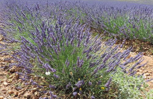 Le Faré Tchanqué Gîte en Provence parking wifi gratuit - Photo 52