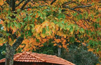 Quinta das Fontes - Alojamento Rústico Local e Turismo Rural - Foto 31