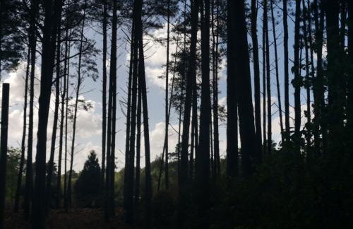 Forest Heath Shepherd's Huts - Foto 22
