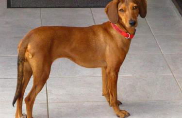 Ferienwohnung Zum Deichgrafen - Foto 16