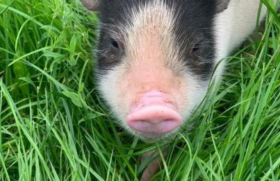 Stables 2bed farm stay private firepit bbq - Foto 23