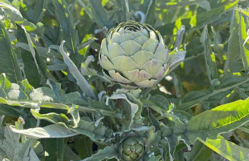 Serene Vineyard•Deck, Pickleball, Views~ Near Town - Foto 35