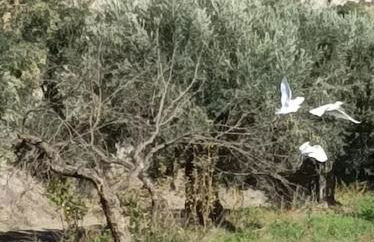 Casa Blanca, Acequias, Lecrin valley, Granada - Foto 72