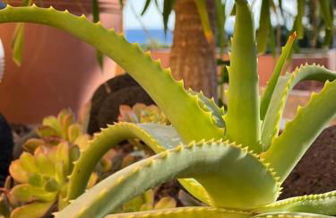 Holiday in Playa Calera - Swimming pool - Foto 48