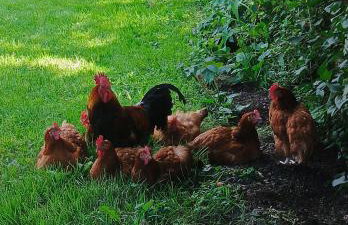 Leszczynka - Foto 30