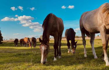 Ferienhaus am Pferdehof - Photo 25