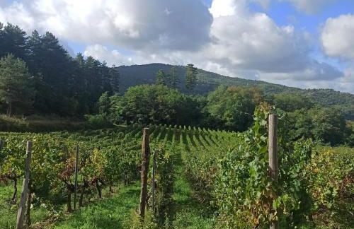 La casetta di campagna Alloggio nel Chianti - Foto 12