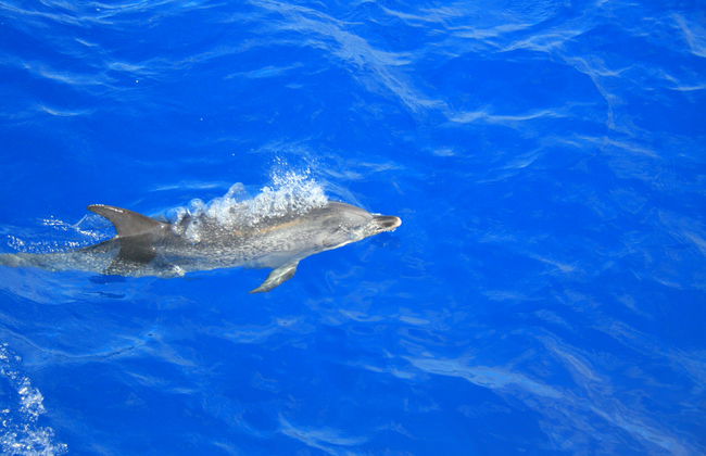 Whale & Dolphin Watching Cruise - Photo 5