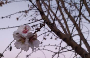 Ktima Anastasia - Foto 69