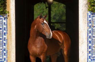 Casas da Piedade - Foto 32