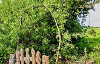 Hofboddenblick - Foto 66