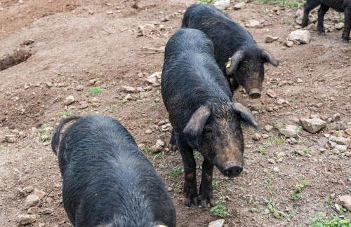 Agriturismo Terrerosse di Massadita - Foto 30