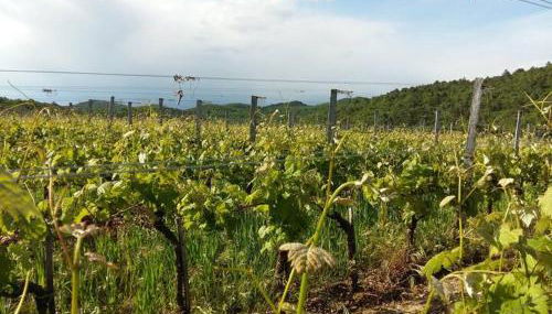 Milic Zagrski - Foto 4