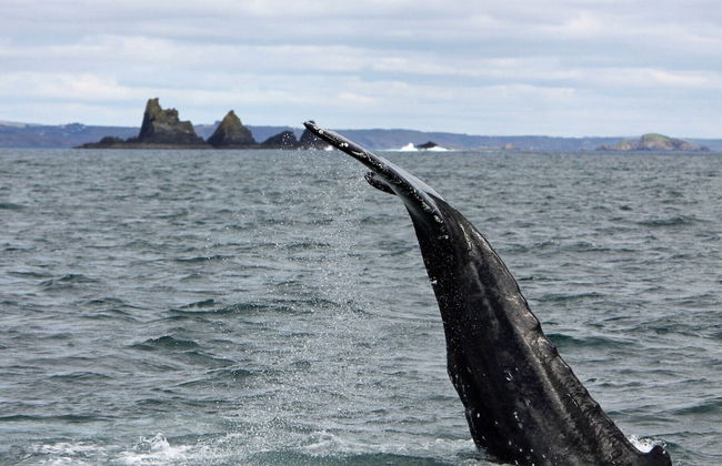 The White Cottage Leap - Foto 12