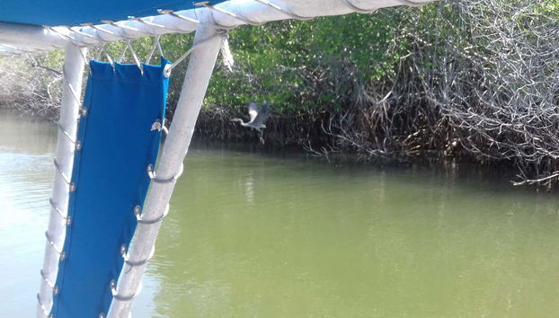 Potosí Lagoon mangroves
