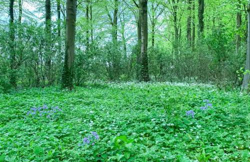 Fawnlea Cottage - Foto 15