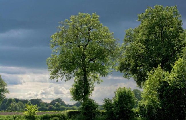 Pet-friendly Getaway - Photo 29