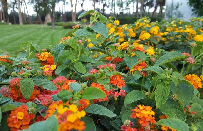 Tenuta Cavalieri - Foto 50