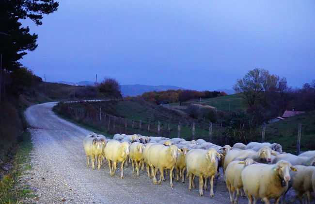 Agriturismo Bio I Rondinelli - Foto 31