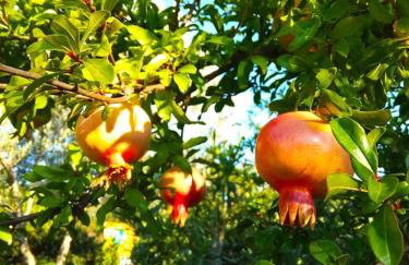 Apartman Garma - Photo 19