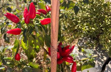 Trullo Antelmi - Foto 41