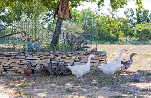 Maslina in Popovići (Haus für 5-7 Personen) - Photo 49