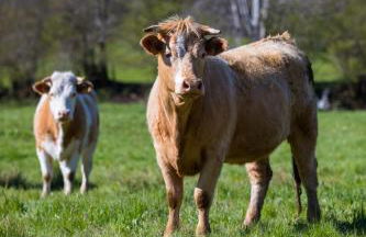 La Dormeuse du Val - Foto 31