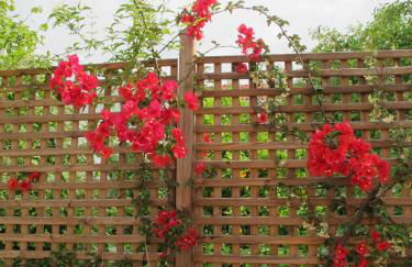 Muses Studios Sami - Foto 42