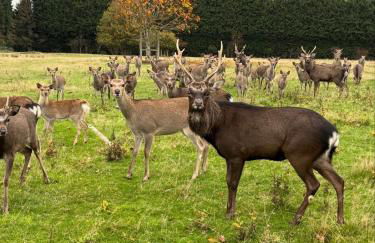 Four Seasons Lodge - Foto 14