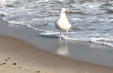 Niebüll 1900 - Foto 24