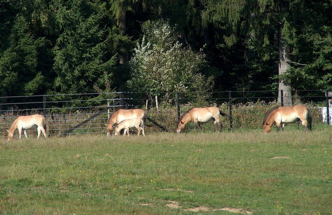Wildnisresidenz am Nationalpark - Photo 43