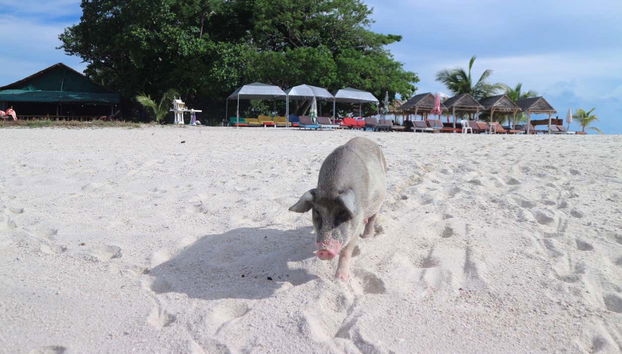 Escursione all'isola dei maiali e a Koh Teand - Foto 4