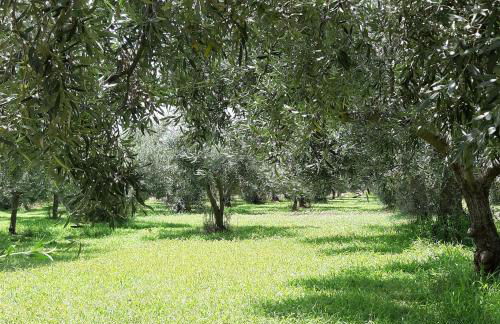 Casetta Relax da Antonio - Foto 18