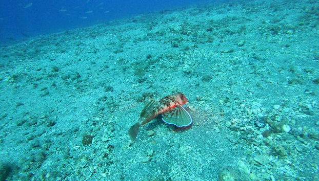 Contemplando la fauna marina de Canarias