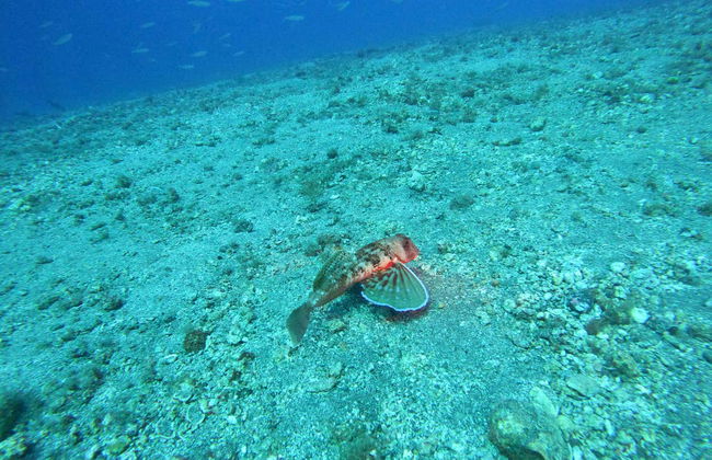Bautismo de buceo en La Lajita - Foto 3