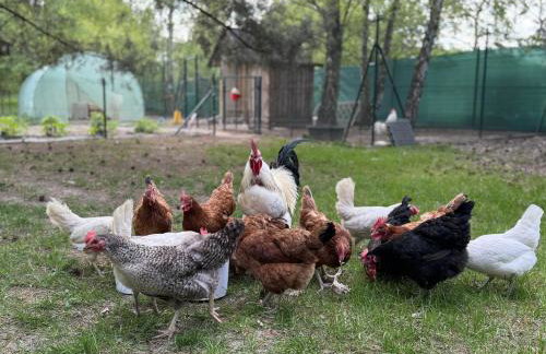 Ackermannia - Foto 15