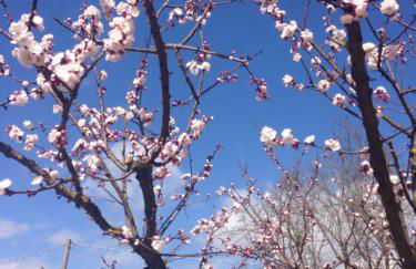 Dreams Valley - Foto 69