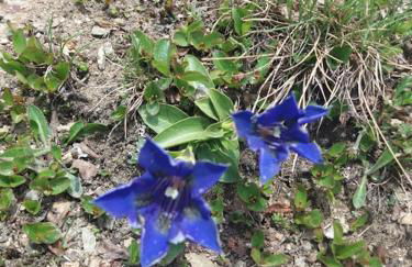 Appartamento Genziana - Foto 19