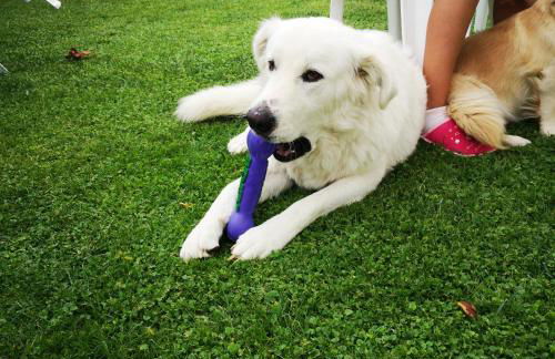 Il Tetto Verde - Foto 16