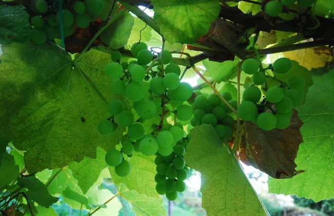 Agriturismo Al Marnich - Foto 71