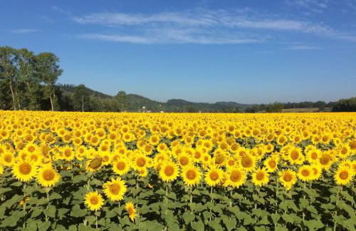 Villa in Tuscany with Pool near Certaldo - Foto 24