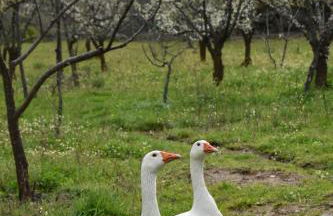 CR familiar PrimaVera Jarandilla de la Vera - Foto 33