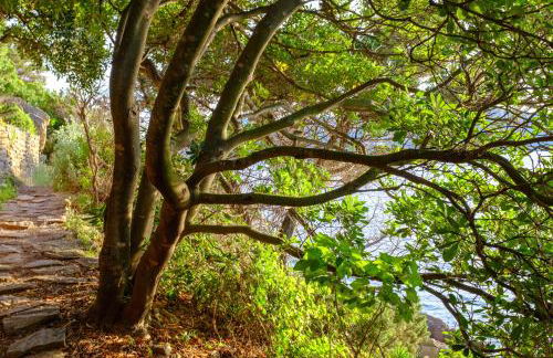 Absolument Levant - Foto 27