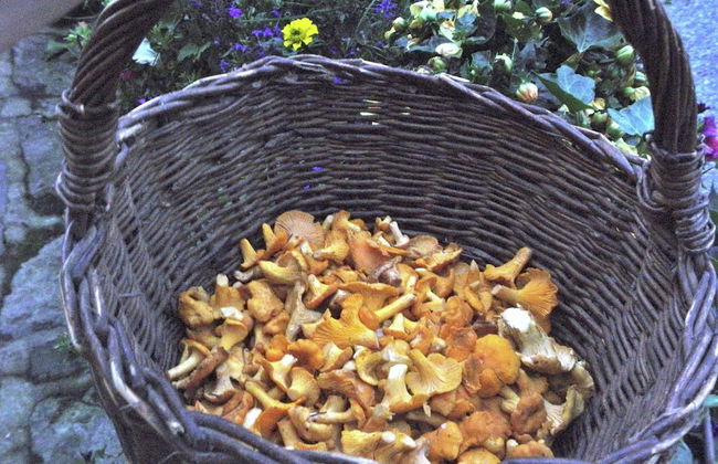 Holiday Home Milire Bohemian Forest - Foto 15