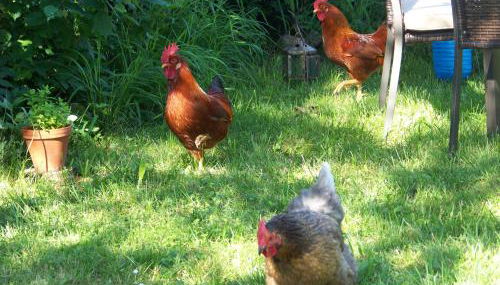 Ferienhaus Brunnenweiher - Foto 4