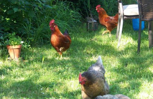 Ferienhaus Brunnenweiher - Foto 4