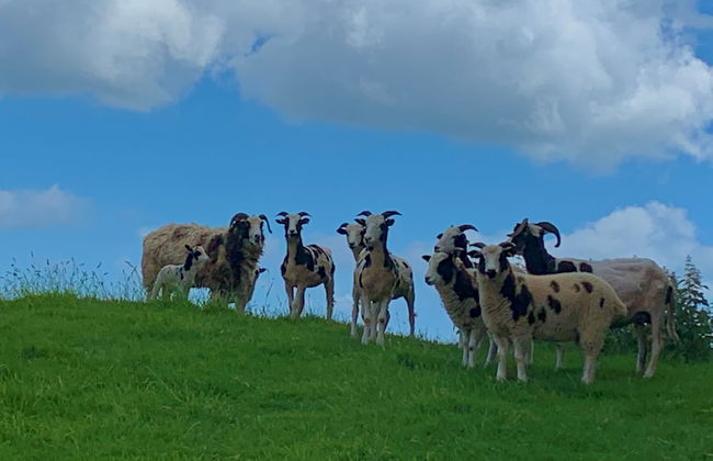 Queen Bower Farm Lodge - Foto 16