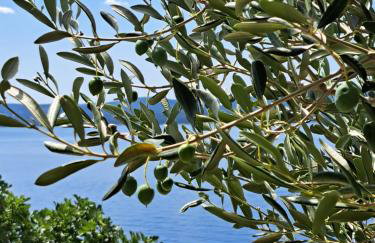 Sita Apartmani - Foto 23