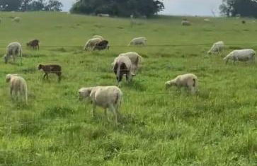 Lakeside Serenity Your Perfect Getaway Gallatin - Photo 2