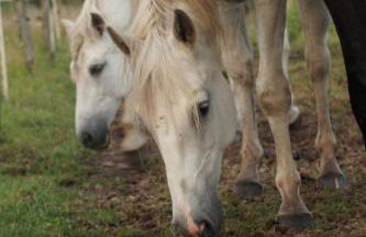Ferienwohnung auf Pferdehof - Foto 18